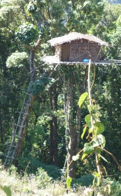 Tree top 'machan'