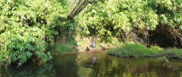 forest bridge made of made of bamboos, trees branches, creepers, ropes and stray pieces of wood